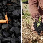 4 onverwachte manieren om houtskool in de tuin te gebruiken 4 onverwachte manieren om houtskool in de tuin te gebruiken