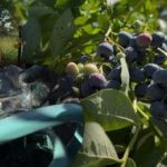 Bosbessen kunnen elke vorst verdragen: de tuinier onthult de belangrijkste herfstverzorgingsgeheimen Bosbessen kunnen elke vorst verdragen: de tuinier onthult de belangrijkste