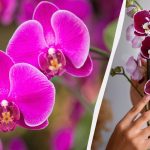 Een orchidee verplanten in een nieuwe pot: handige tips