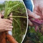 Gunstige dagen: wanneer wortelen en bieten rooien volgens de maankalender 2025 Gunstige dagen: wanneer wortelen en bieten rooien volgens de maankalender