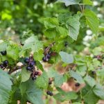 Hoe kokend water in de lente aalbessen doet ontwaken en niermijten vernietigt zonder chemicaliën hoe-kokend-water-in-de-lente-aalbessen-doet-ontwaken-en.jpg