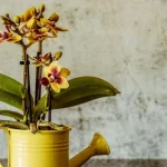 hoe-verzorg-je-een-orchidee-na-de-bloei-tuiniers-onthullen.webp.webp