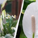 Spathiphyllum bloeit jarenlang als je hem in de herfst niet