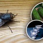 Vliegen verdwijnen meteen: de beste natuurlijke middelen tegen insecten Vliegen verdwijnen meteen: de beste natuurlijke middelen tegen insecten