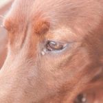 Wat er gebeurt als je je hond het commando "kom naar mij" niet leert: de prijs van vrijheid zonder grenzen wat-er-gebeurt-als-je-je-hond-het-commando-kom.jpg