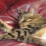 Wat er gebeurt als je je kat niet uit het raam laat kijken: jager deprivatie en stille depressie wat-er-gebeurt-als-je-je-kat-niet-uit-het.jpg