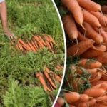 Zo weet je of wortelen rijp zijn - de beste